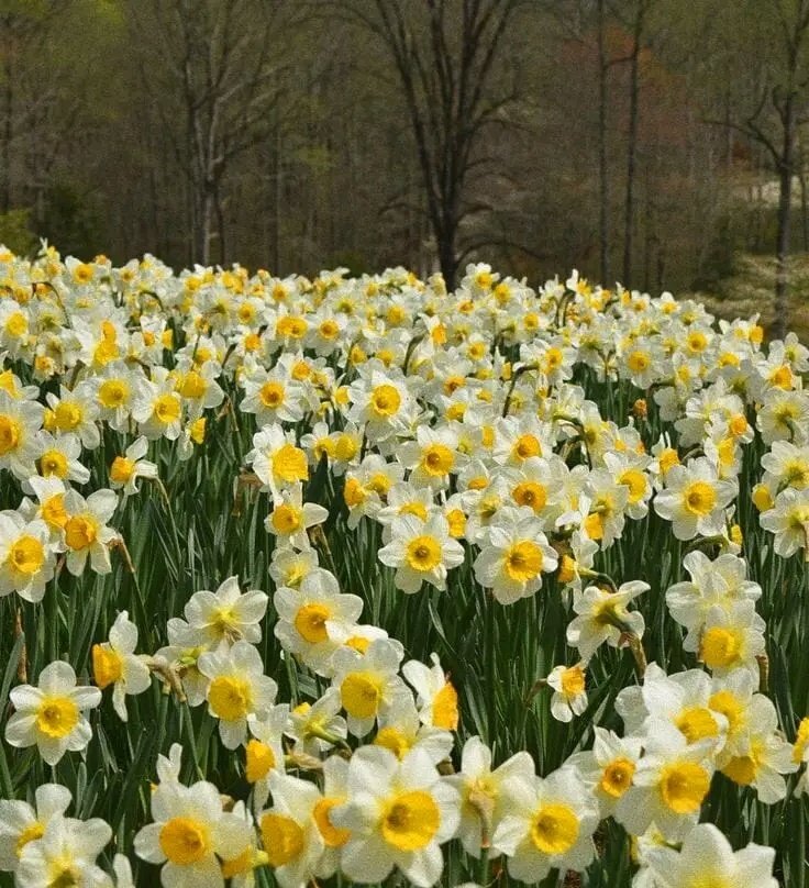 'lost in daffodils field.'💛✨