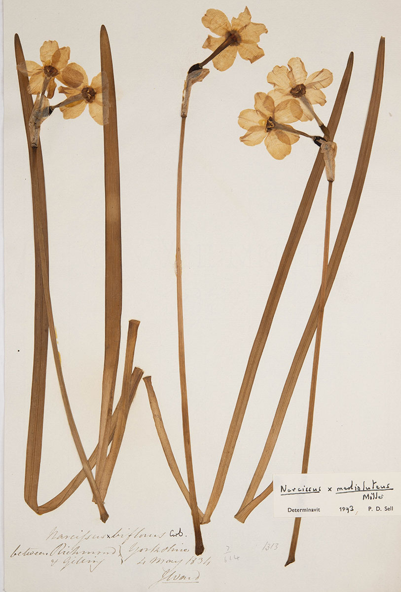Calling all citizen scientists! 📢

Become an online volunteer with @CUHerb and transcribe herbarium specimen labels, directly adding to ‘big data’ for biodiversity research.

Find out more and get involved: bit.ly/44e2UqB