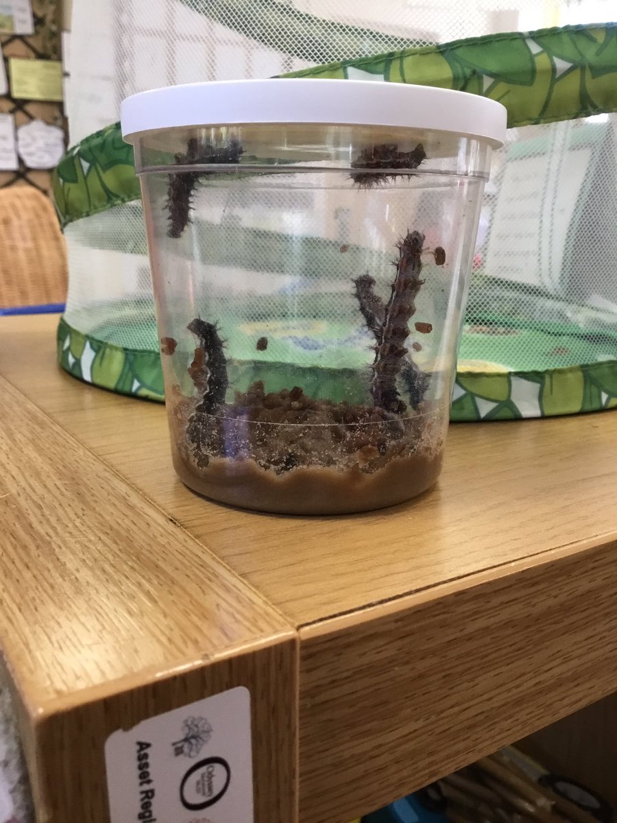 It’s nearly time …. And we are so excited…. Will we see cocoons next week? 

<a href="/HIAMrsMartin/">Mrs Martin</a> 
<a href="/HIAMrsRadwan/">Mrs Radwan</a>