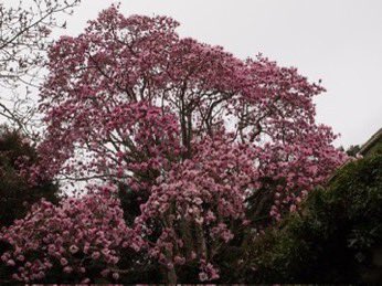 Towering magnolias lifting their heads of white or pink against the soft dark green background of Pinus insignis. #gardening countrylife.co.uk/gardens/19th-c…