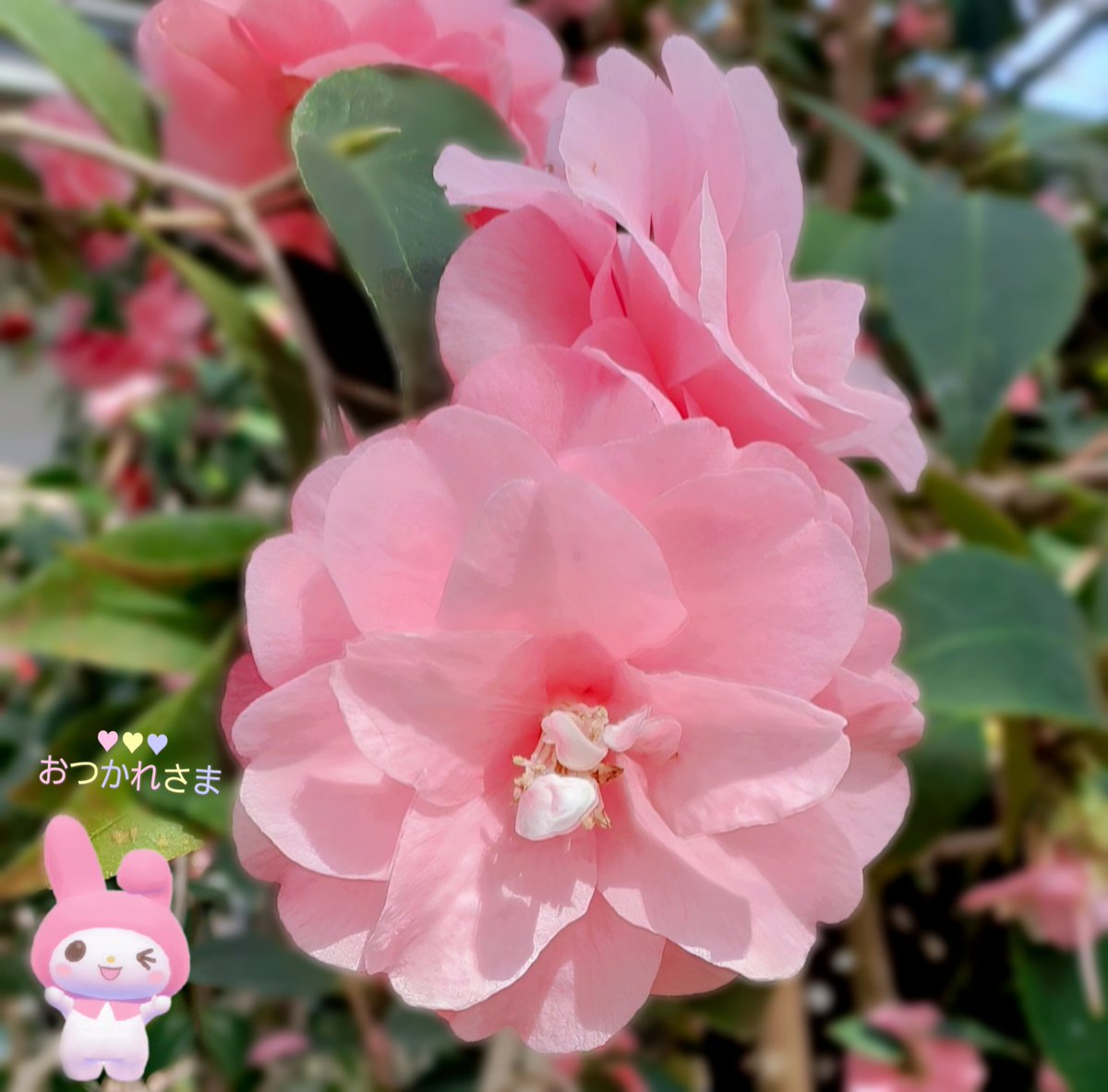 jdak2571's tweet photo. お疲れさまです
　◌ ͙❁˚𓈒💠𑁍◌ ͙💠❁˚𓈒𑁍 https://t.co/oqvCv0KvRS
