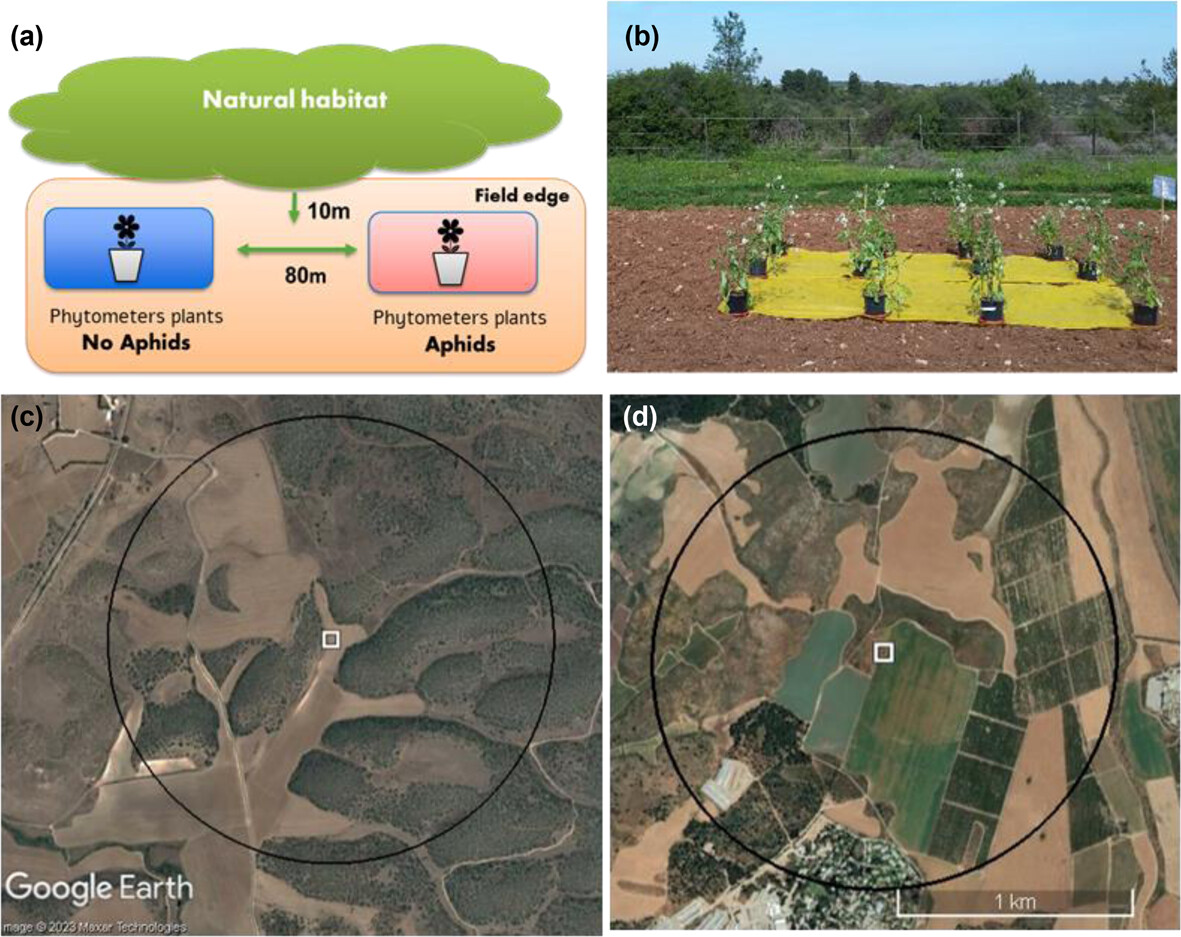 The combined effects of resource landscapes and herbivory on pollination services in agro-ecosystems nsojournals.onlinelibrary.wiley.com/doi/full/10.11… #agroecology #pollination #bees #pests @NordicOikos @WileyEcolEvol