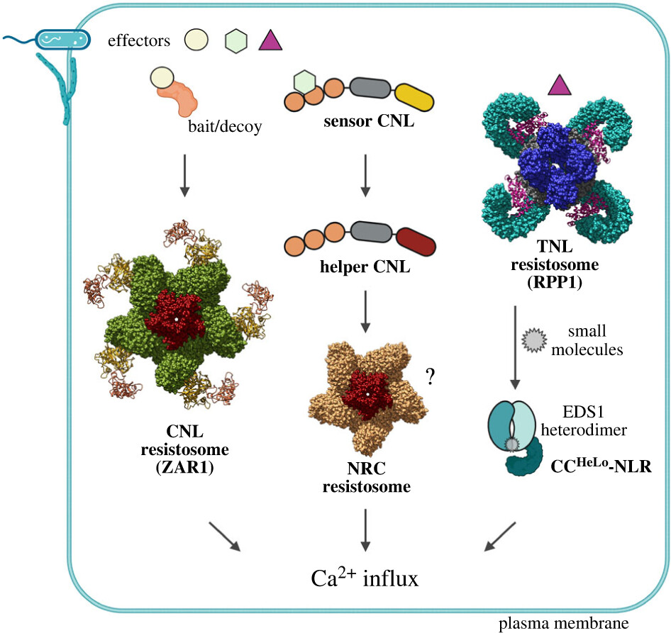 #OpenBiology Review - Plant NLR immunity activation and execution: a biochemical perspective: ow.ly/WrOS50RnOjS #biochemistry #immunology