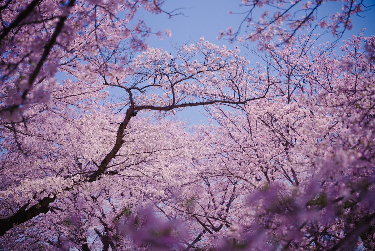 今年の桜フォトまとめ
#フォロワー1万人以下の写真家が力作を投稿してたくさんのフォローを貰うタグ
#写真好きな人と繋がりがたい #桜