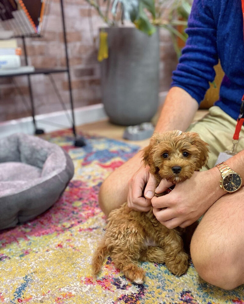 We love visits from our fluffy co-workers! #dogfriendlyworkspace #dogfriendly #flexibleworkspace