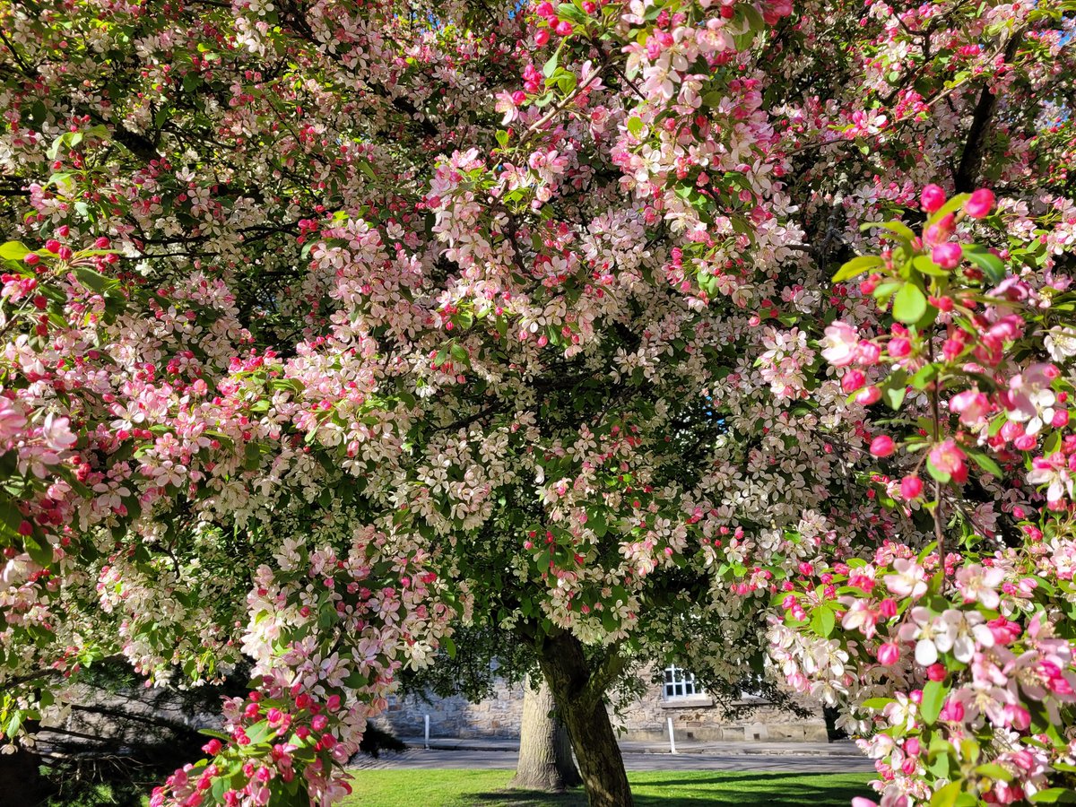 Happy Friday everyone! #Durham #DurhamCathedral #BlossomWatch