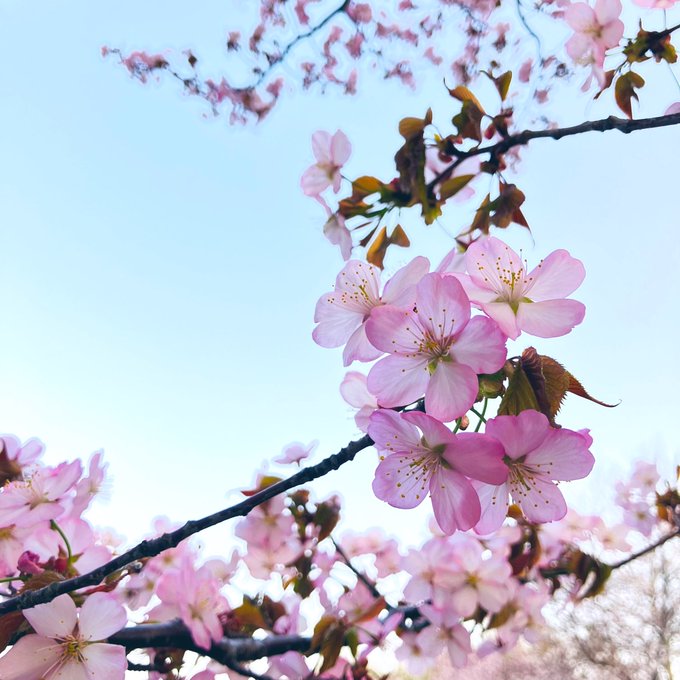 「桜」のTwitter画像/イラスト(新着))