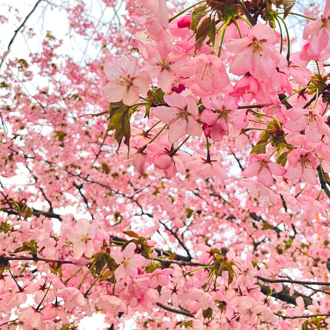 「桜」のTwitter画像/イラスト(新着))