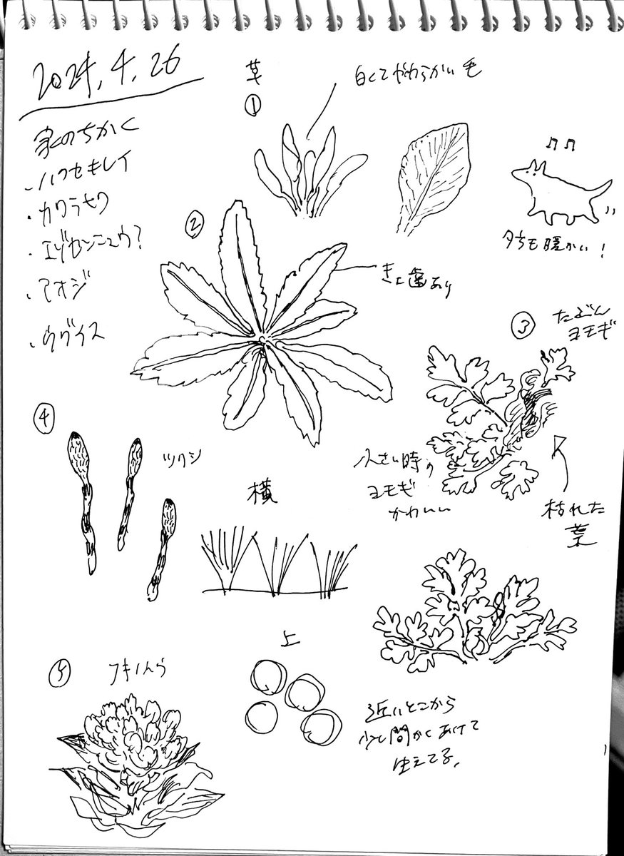 草のスケッチ 