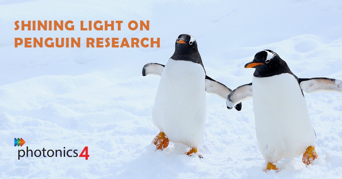 #Photonics sheds light on penguins' lives, revealing hunting, health, &amp; social behaviours. Drones &amp; cameras count penguins non-invasively, detecting issues early. Read more: photonics4.com/photonics-for-…
#PenguinResearch #NatureDiscovery #PenguinDay