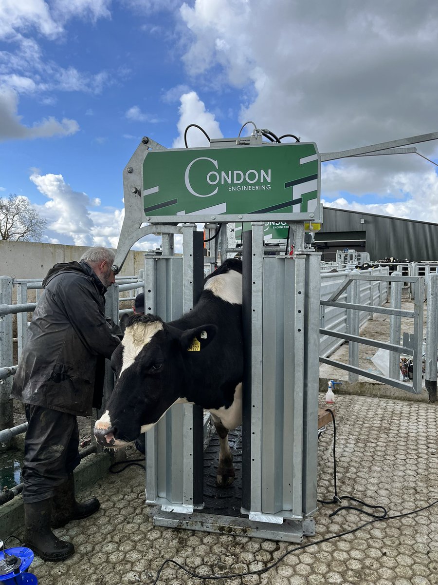 Regular hoof trimming is important for ensuring good animal welfare on all Irish farms. Today we are having a demo of a new Condon engineering hydraulic hoof crate.