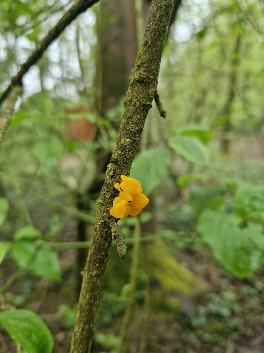 EllieEcology's tweet photo. Great to start this season's nest box monitoring @forestfarmuk, kicking off with blue tit eggs and many nests lined and ready to go! @WTSWW
#standfornature 
11/4/2024 https://t.co/MmqZLxjjq8