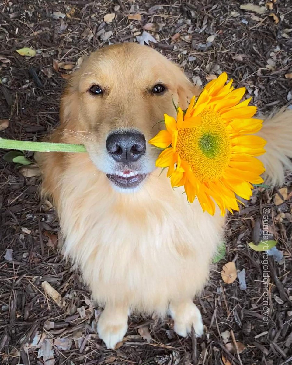 Here’s a little SUNflower to brighten your day🌻