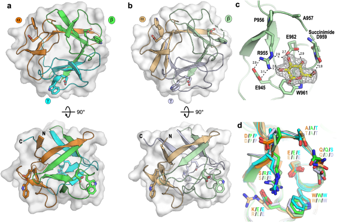@laurensmckee @salla_koskela @JohanLarsbrink @Smazurkewich @zlatflute and colleagues at @KTHuniversity and @chalmersuniv show the crystal structures of two CBM family 92 members, which use three different surface binding sites to bind to b-glucans. nature.com/articles/s4146…