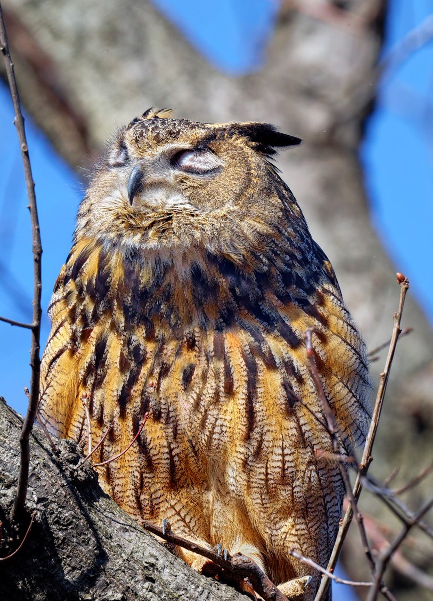 Ruben Giron did this imitation of Flaco basking in the sun (and later sent me a picture of him doing the same.) And now that I have your attention I'd like to host a zoom call on Wednesday May 1 at 6 pm EST for people who followed Flaco from afar. Info below. @BirdCentralPark