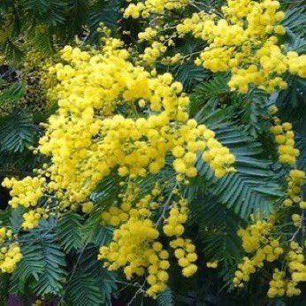 Enormous clumps of blood-red or orange berberis, flaming in the sun; fluffy yellow acacias (mimosa) trained against white-washed walls. #gardening duchyofcornwallnursery.co.uk/plants/acacia-…