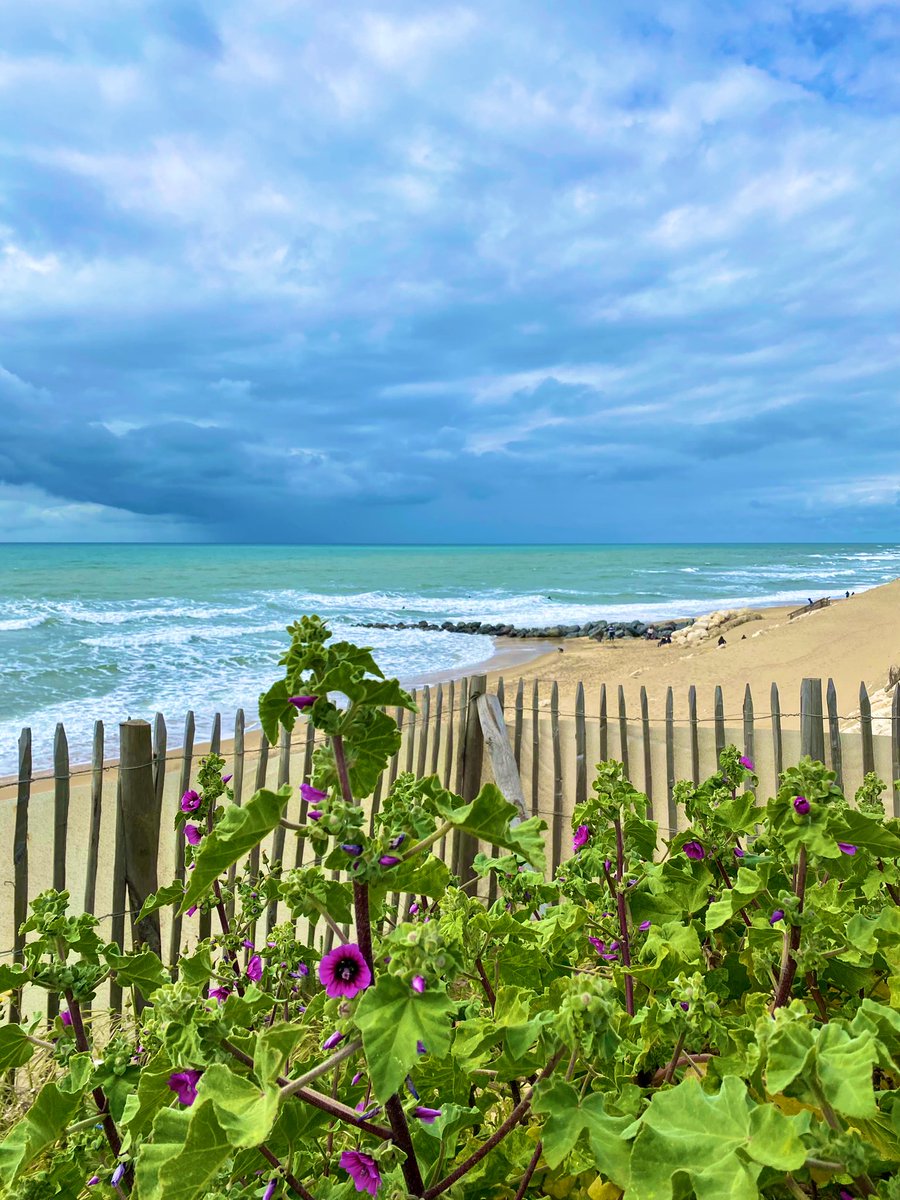 Balcon sur l’océan 🌸🌊 #lacanau