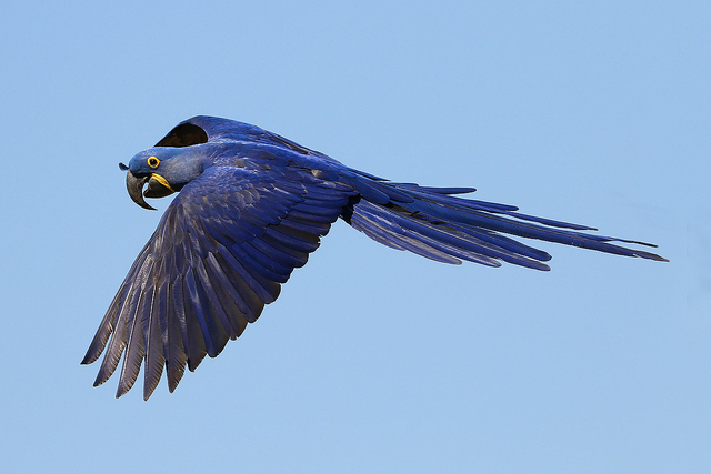 🇧🇷Arara-azul
🌎Anodorhynchus hyacinthinus

A arara-azul é uma ave psittaciforme da família Psittacidae.