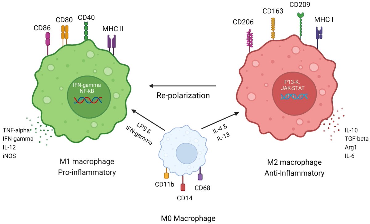 🌟#notablepaper on the Topic of Macrophage 📚Macrophage Repolarization as a Therapeutic Strategy for Osteosarcoma 🔗mdpi.com/2110008 👨‍🔬By Prof. Jill M Kolesar et al @MDPIOpenAccess @MDPIBiologySubj @universityofky #macrophage #osteosarcoma #TAM #polarization #TME