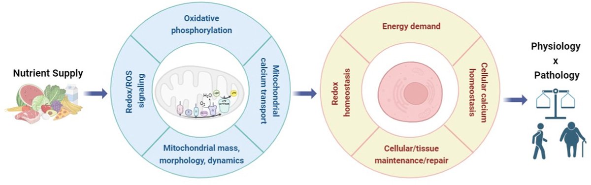 Energy Metabolism Lab (@labmetabolism) on Twitter photo Our newest paper is out in, a review on the bioenergetic, ion transport, and redox changes that occur with caloric restriction and other restrictive diets.
By <a href="/AJKowaltowski/">Alicia Kowaltowski</a> and <a href="/EloVBoas/">Eloisa Vilas Boas</a>. Special thanks to <a href="/mann_ivel/">Giovanni E Mann</a> for the kind invitation.
sciencedirect.com/science/articl… Our newest paper is out in, a review on the bioenergetic, ion transport, and redox changes that occur with caloric restriction and other restrictive diets.
By <a href="/AJKowaltowski/">Alicia Kowaltowski</a> and <a href="/EloVBoas/">Eloisa Vilas Boas</a>. Special thanks to <a href="/mann_ivel/">Giovanni E Mann</a> for the kind invitation.
sciencedirect.com/science/articl…