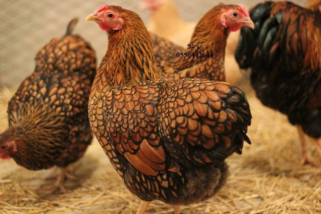 I'll just expand a little on plumage. 

These are Wyandottes, but as you can see, they have the same kind of plumage as the little Sebright ('gold pencilled' in the jargon). Chicken plumage genetics are quite complicated, but you can think of it as applied in a series of layers.