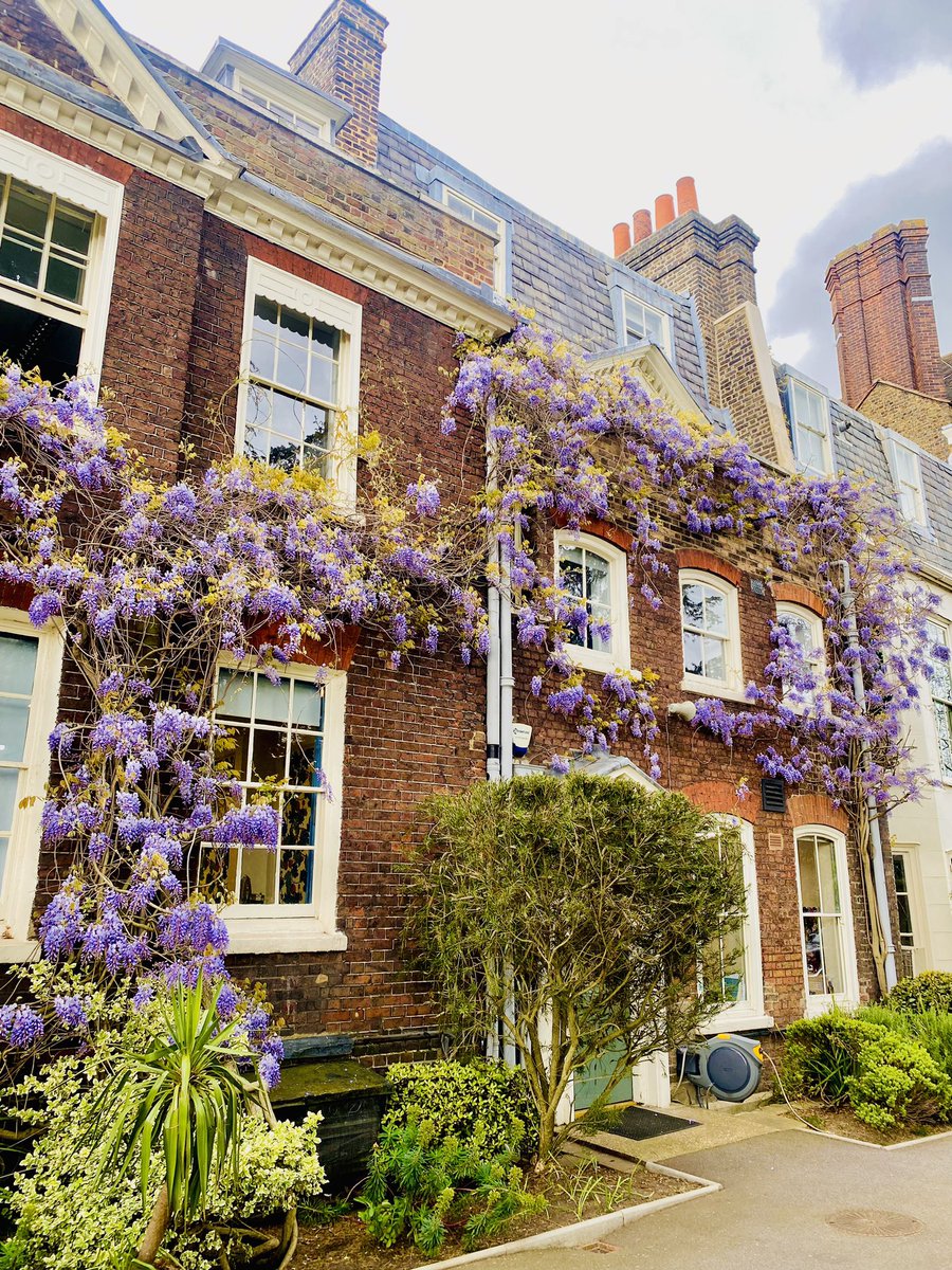 Wisteria Season at Forest!💜