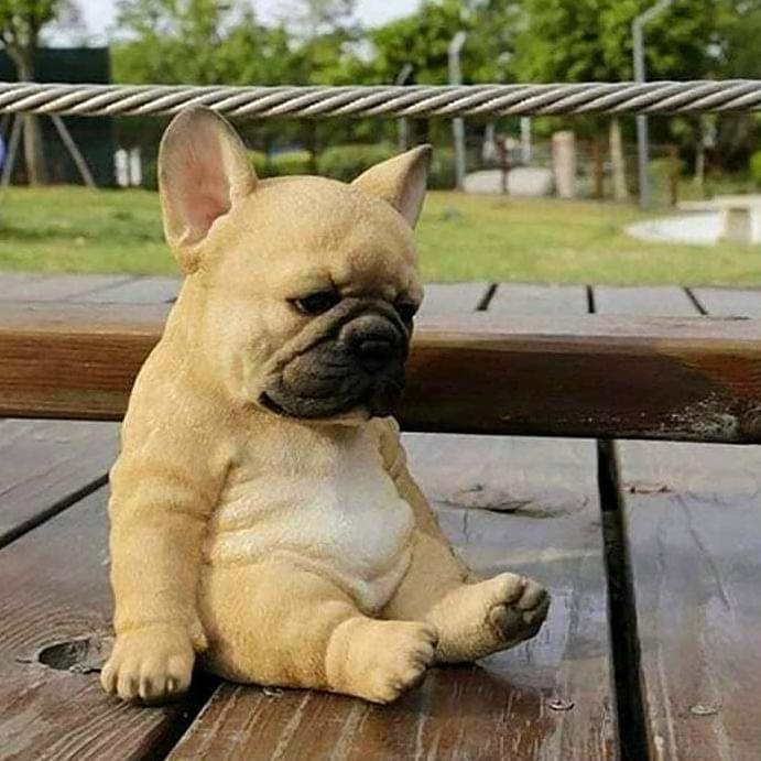 Frenchie Owners tweet media