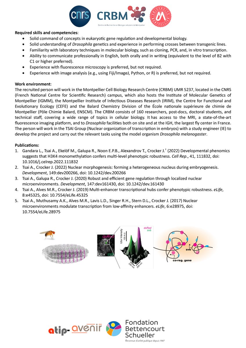 My team at @CRBM_Montpel in Montpellier, France is looking for a postdoc on the sub-nuclear coordination of transcription during embryo development. If  you have experience with Drosophila and are interested in quantitative imaging, you can contact me directly to apply.
