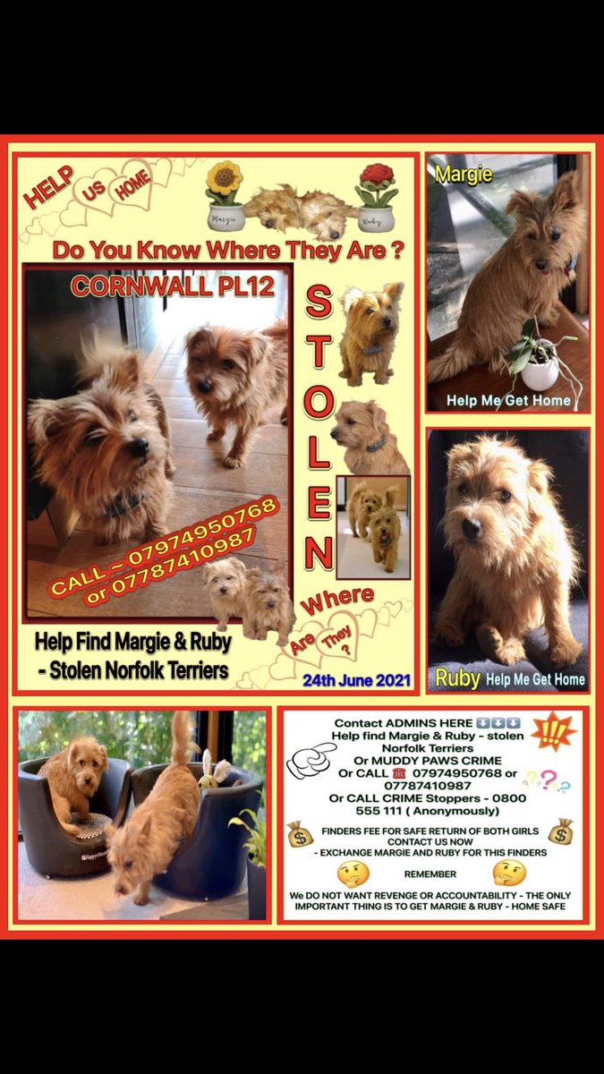 After 1229 days #Missing dog Shrimpy has been Reunited 🎉
This gives so much hope for All long lost #Missing #Stolen to be found 
1 Share could help them home 🙏
1 piece of info/sighting can Reunite 🙏
❗️MARGIE & RUBY need our help
#Chipped #NorfolkTerriers
#StolenMargieandRuby