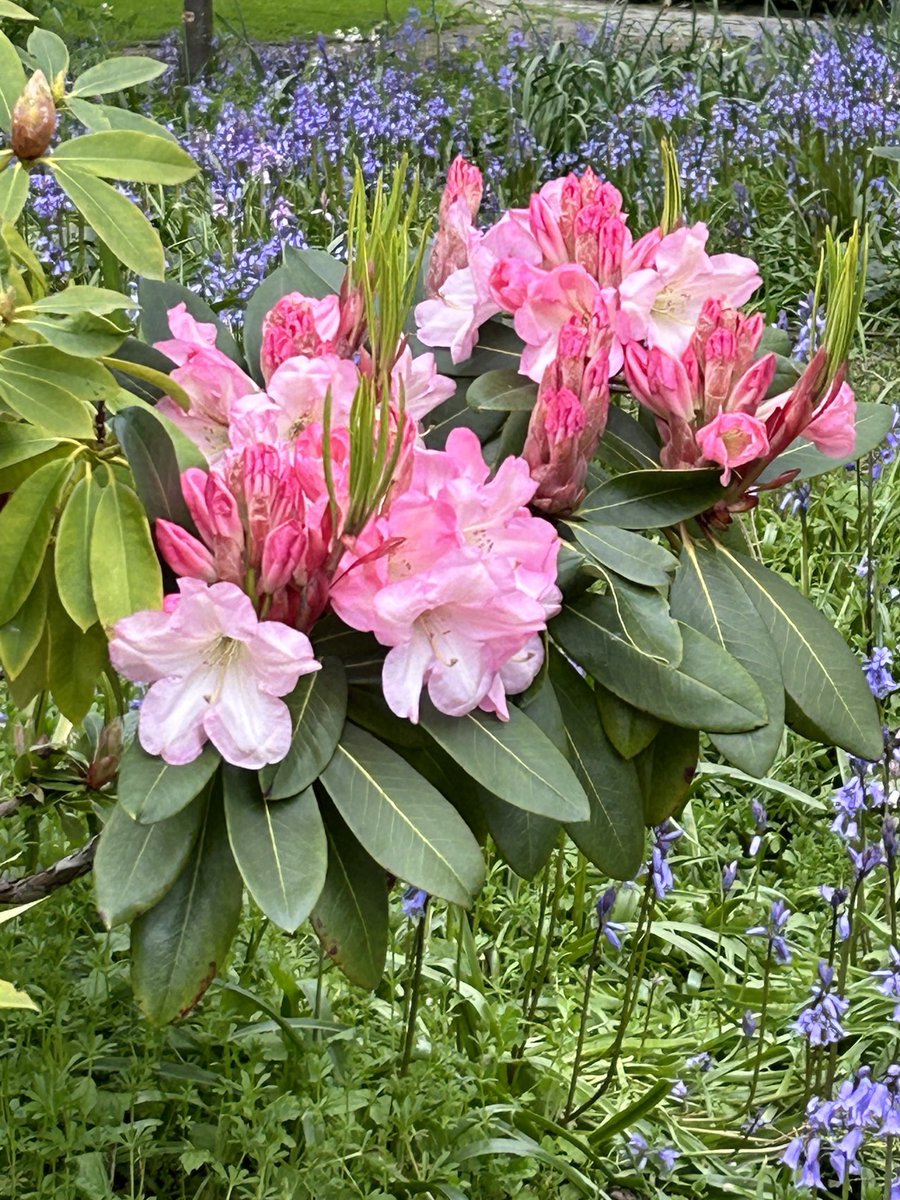 Some gorgeousness from a local park. Rhododendrons surrounded by bluebells. Have a lovely day all. #FlowersonFriday #PinkFriday