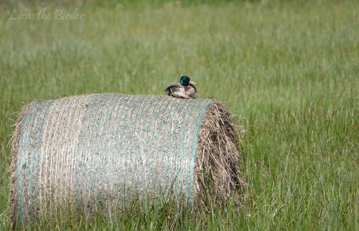 Mallard making good use of a hay bale. #mallardduck #birding #TwitterNatureCommunity #BirdsOfTwitter #BIRDSTORY