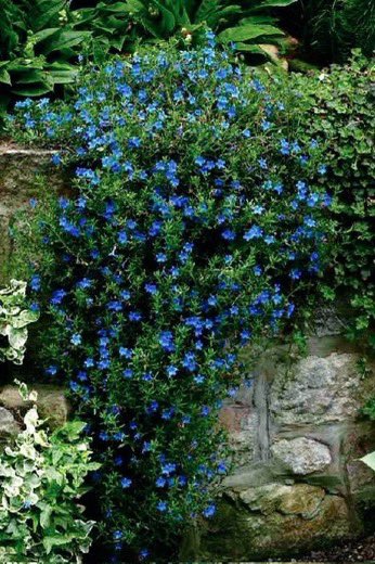 Rhododendrons the size of cottages; blue lithosperum tumbling over grey rocks—all these were in full flower. #gardening