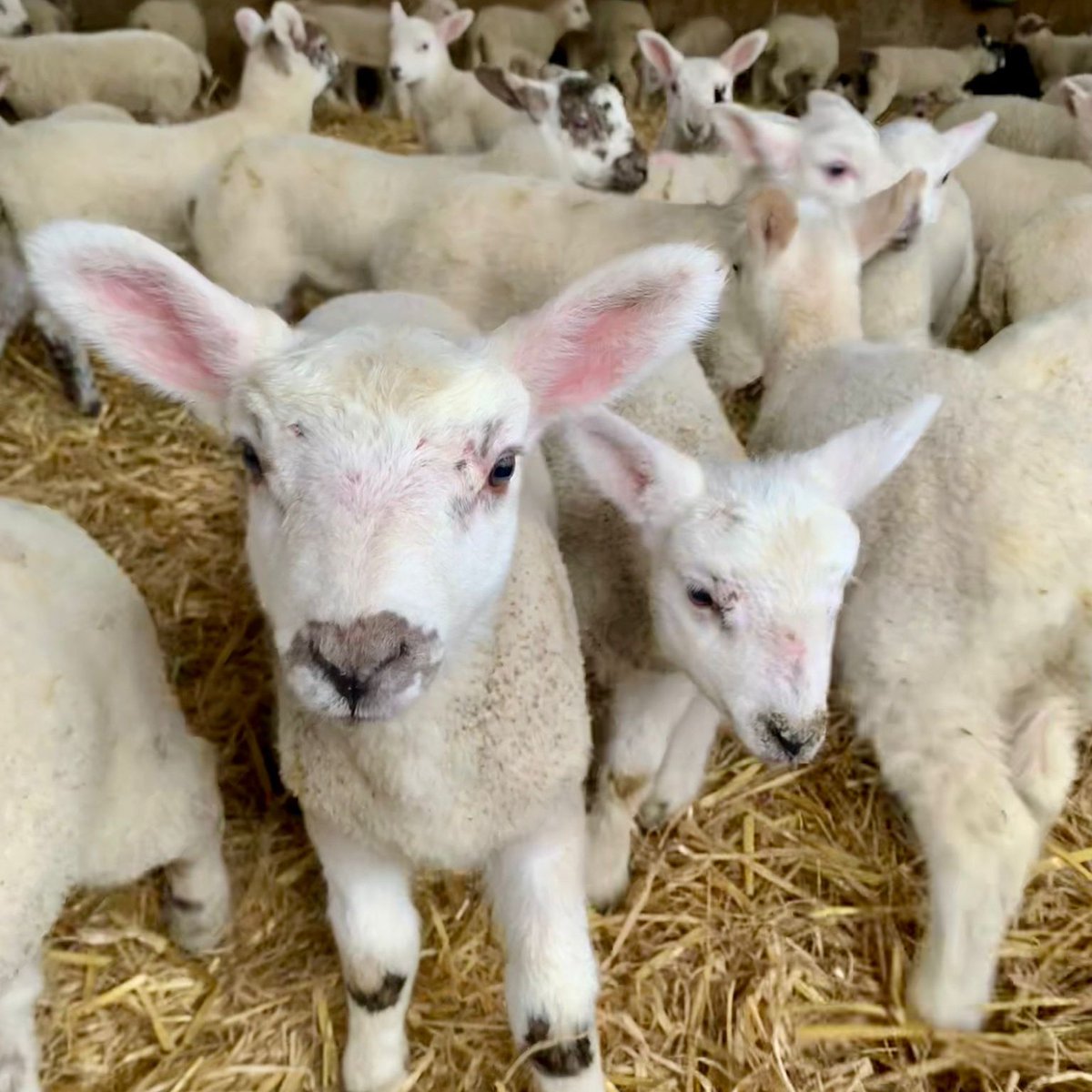 Lambing season's in full swing and Kennet Muddy boots group jumped at the opportunity to visit @FarmsStowell. Thanks so much to Neil, Heather and Paul for letting us interact with your very curious and cuddly lambs 🐏