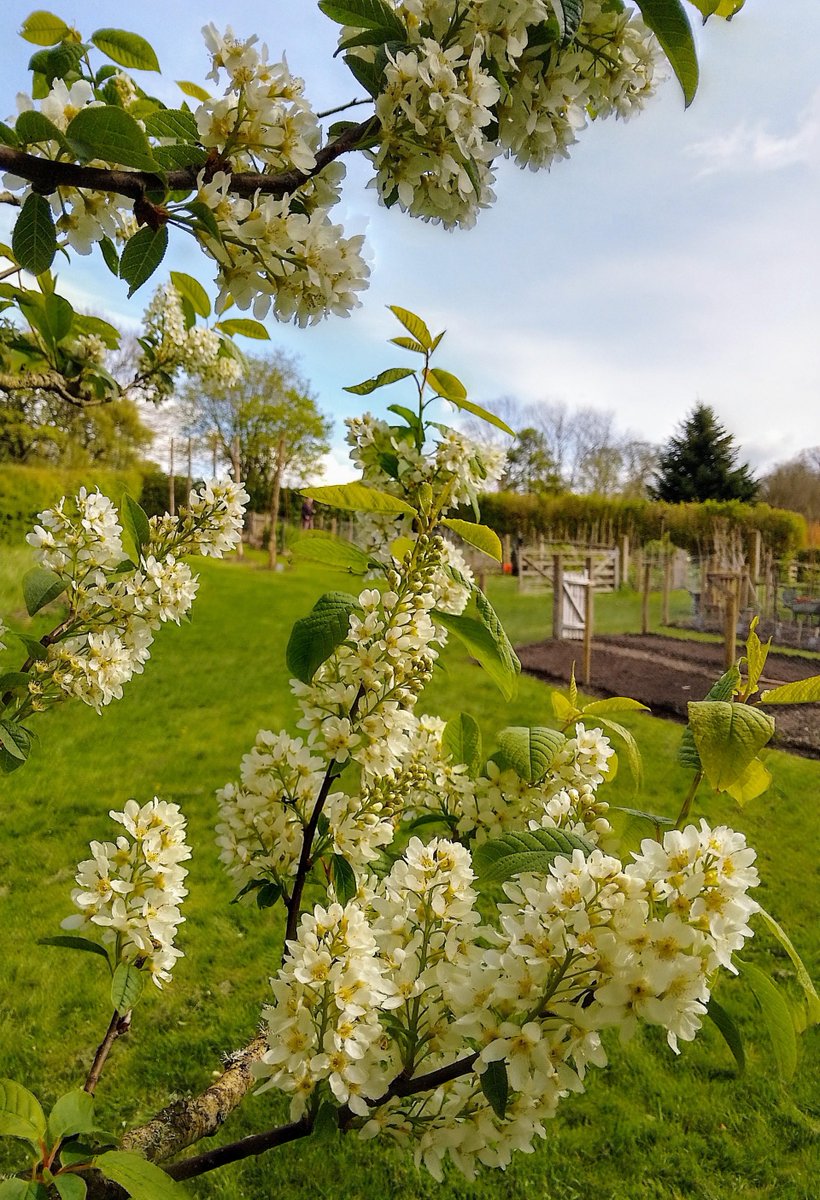 Plant of the Week 🌸 There is a lot of blossom in the garden at the moment this prunus padus ( bird cherry) can be found in the kitchen garden Apr 7th, 1793 The chaffinches destroy the blossoms of the polyanths in a sad manner.