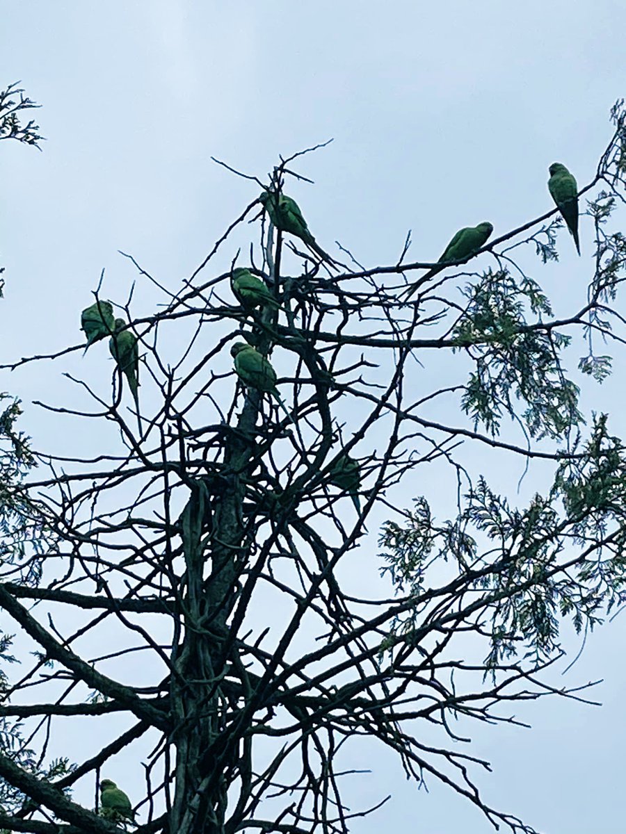 Each night, I tell my two-year-old a story about London parakeets coming to visit her. And just LOOK! There they all are. Waiting to be her friend. 😿 🥰 I love it when the world decides to be as magical as the one in my head. #Parakeets #ArtLikeLife #Magic #ChildrensStories