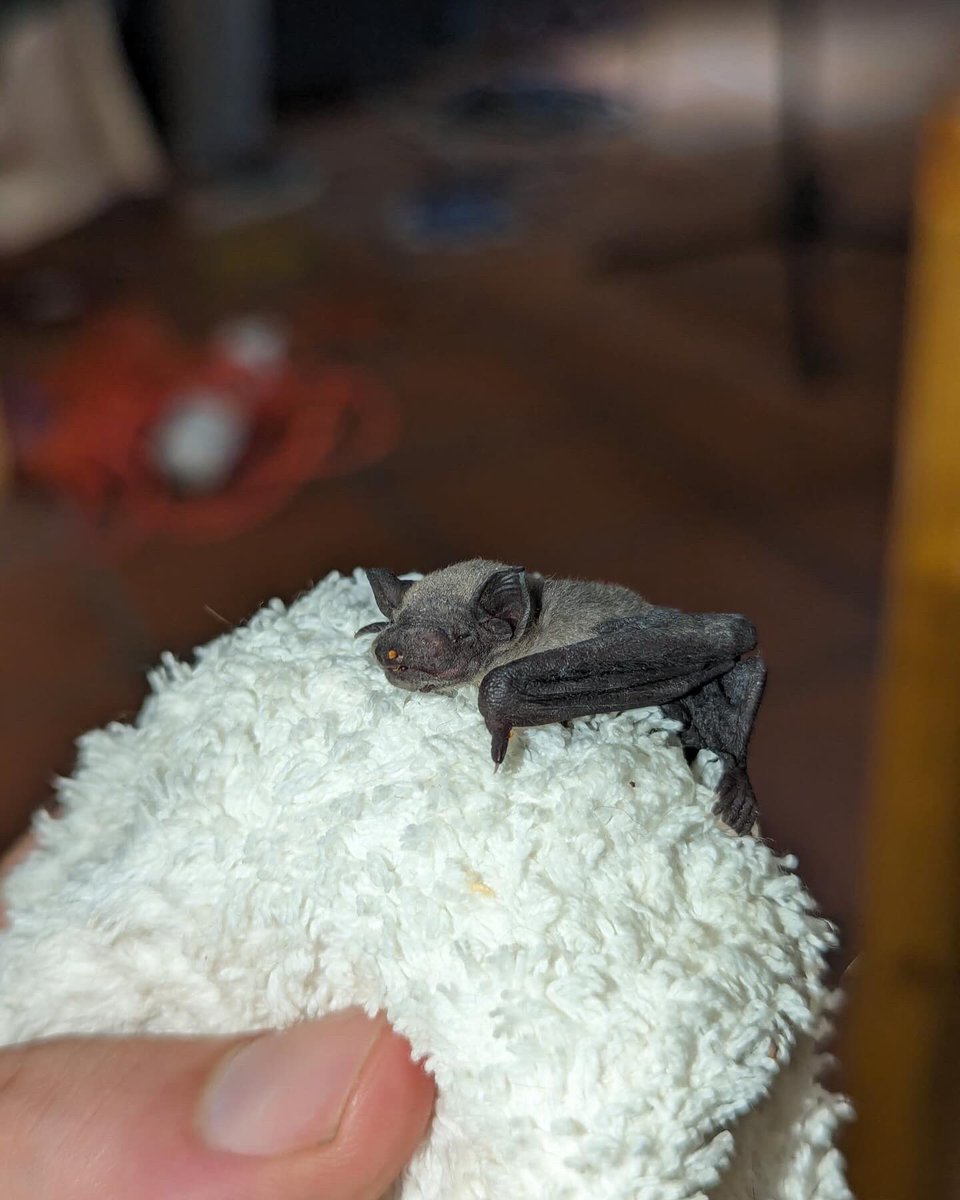 Bat care/ rehab was intense… here’s what I learnt #batconservation #protectthewild