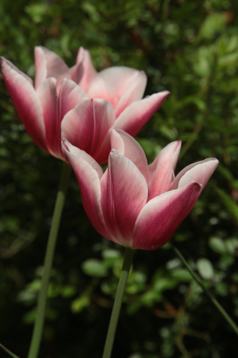 Tulips 😘

#Photography #Flowers