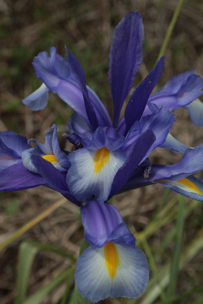 Dutch iris 😉 #Photography #Flowers