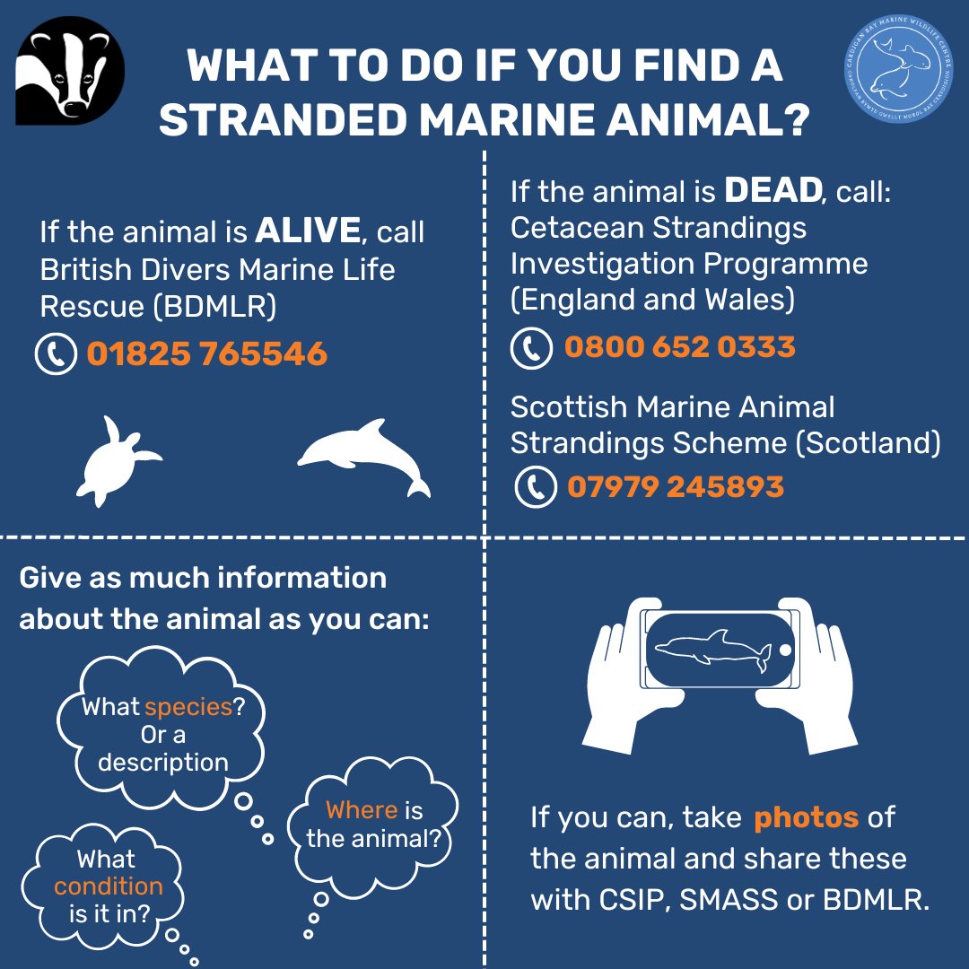 #FinFriday 🐬 Do you know what to do if you come across a stranded marine animal on a beach? Who should you report it to?  🤔

@WTWales @WTSWW