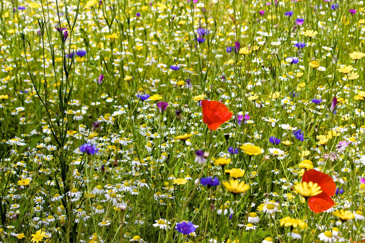 It's #NoMowMay! By not mowing your grass this month you are providing a feast for pollinators, tackling pollution, reducing urban heat extremes, and locking away atmospheric carbon below ground. Find out more: plantlife.org.uk/campaigns/nomo…