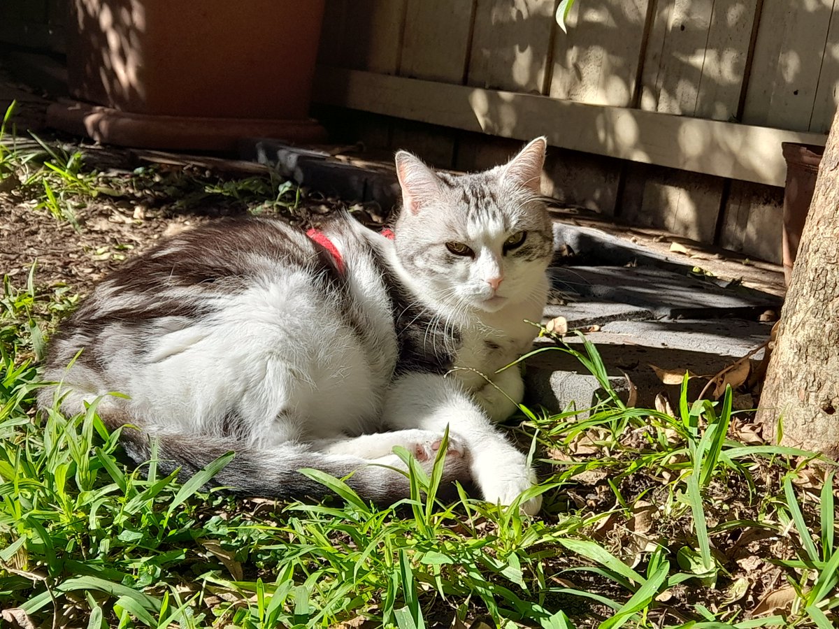 Diary of a cat servant: If you are happy and you know clap your paws. Ella just loves a sunny autumn #Hedgewatch shift.