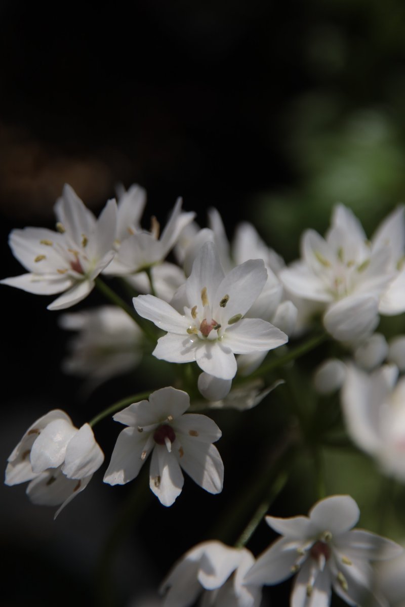 White Allium 😃

#Photography #Flowers