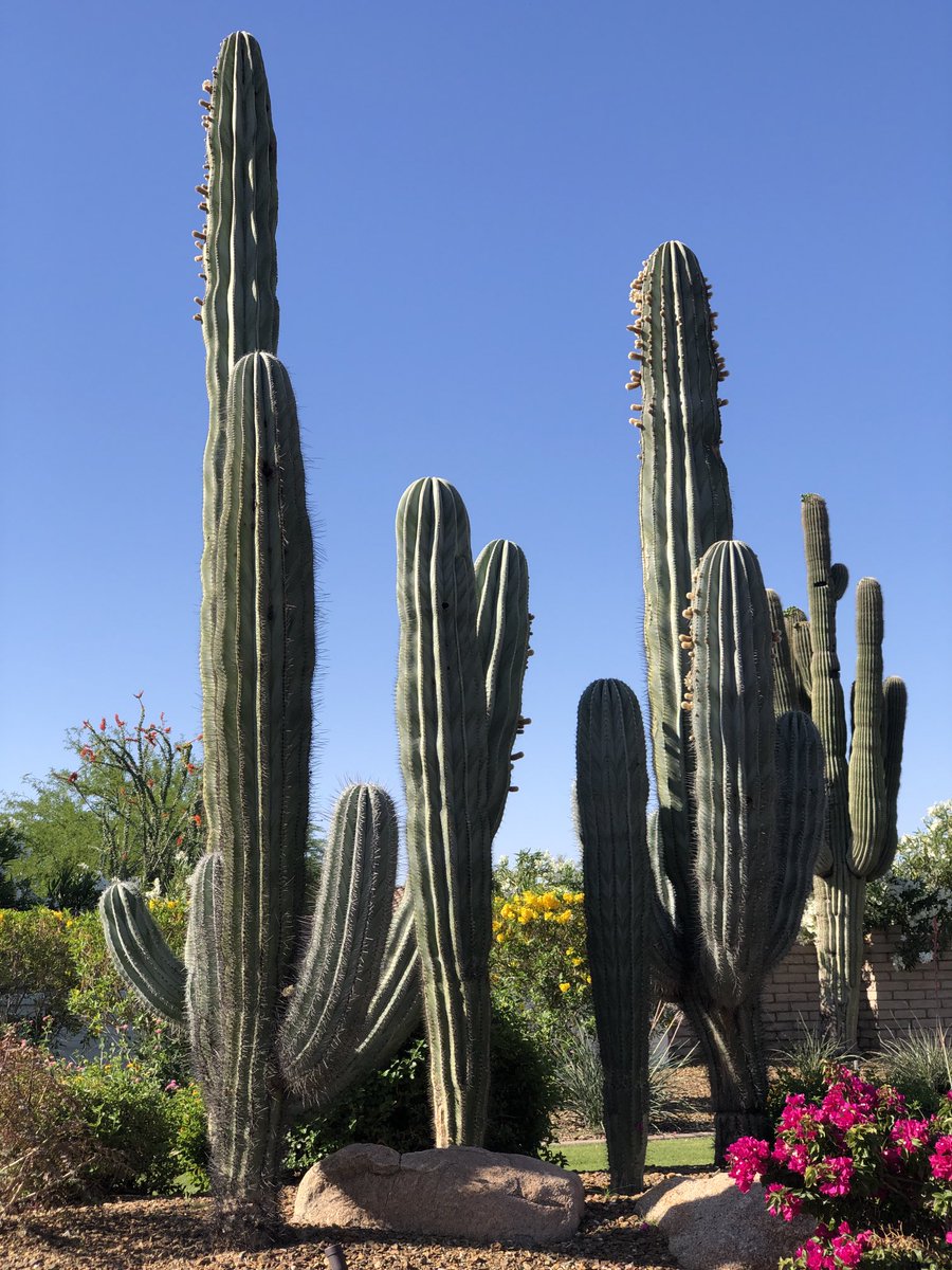 Beautiful saguaros I saw recently.💚