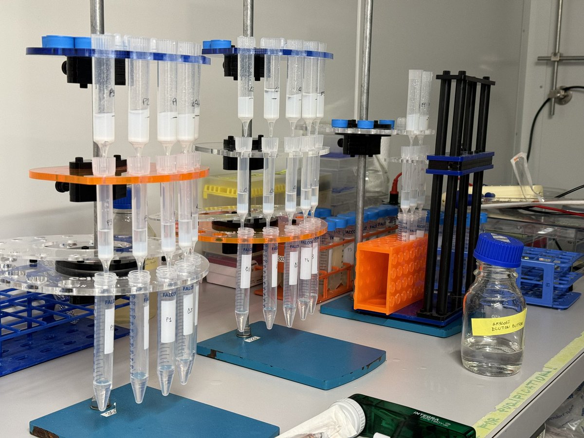 BRCA1-BARD1 mutant purification in progress! High-throughput affinity chromatography by @CeppiIlaria and Rosaria.