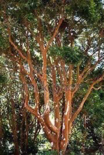 I remember especially a grove of tall myrtles with a curious patchy bark, something like the markings on a plane tree, that had caused someone to describe walking through the grove as walking through the legs of giraffes: Myrtus luma for anyone who wants to attempt it #gardening