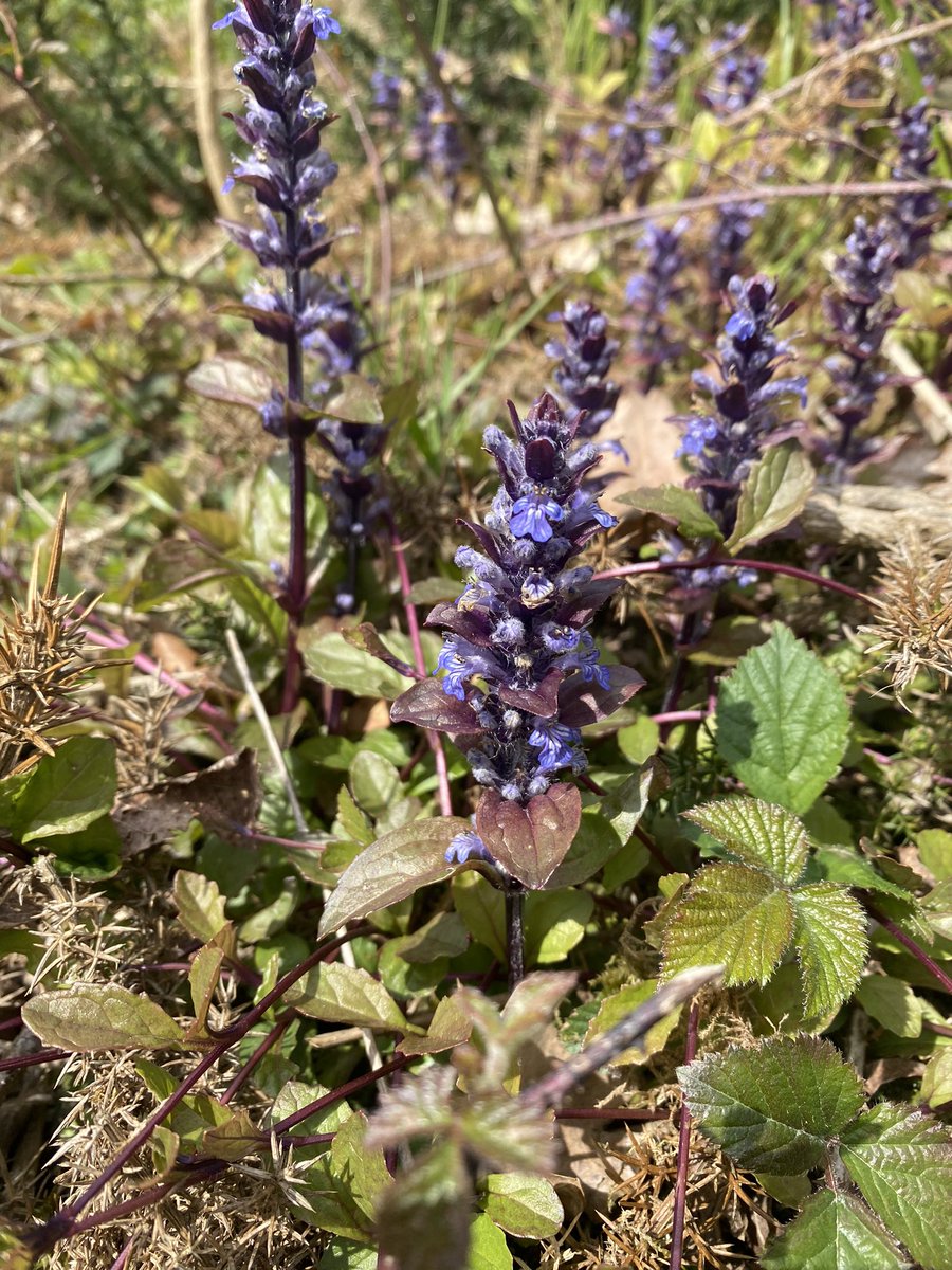 Bugle at Doultons Clay Pit #CityNatureChallenge @EcoRecording