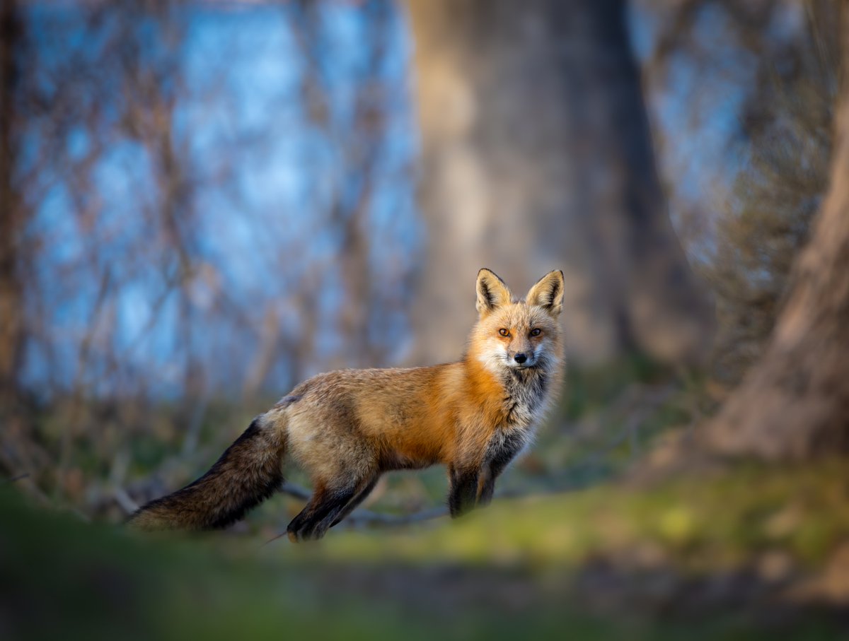 You can't out fox a fox

 #FoxyFriday  #fox #VisitCapeBreton #VisitNovaScotia