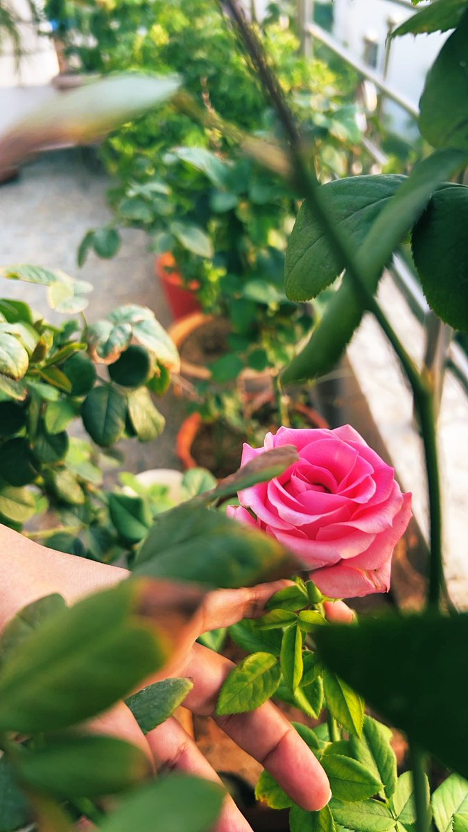 probablyrude_'s tweet photo. Flower photography
Share a #singleflower 💕 https://t.co/zCx0jWIzqA