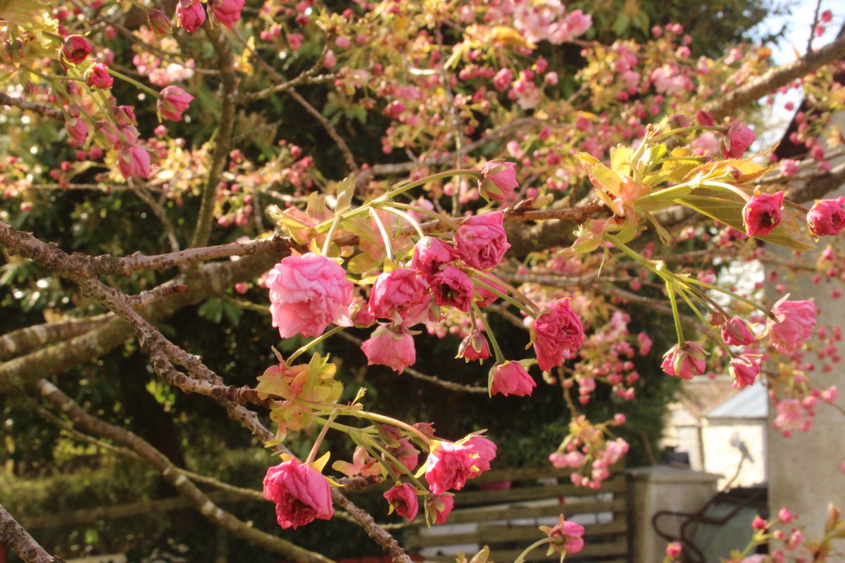 Hi blossom! @WeatherAisling @Louise_utv @angie_weather @WeatherCee @utv @bbcniweather @ThePhotoHour @barrabest @DiscoverNI #Spring2024 #Blossom