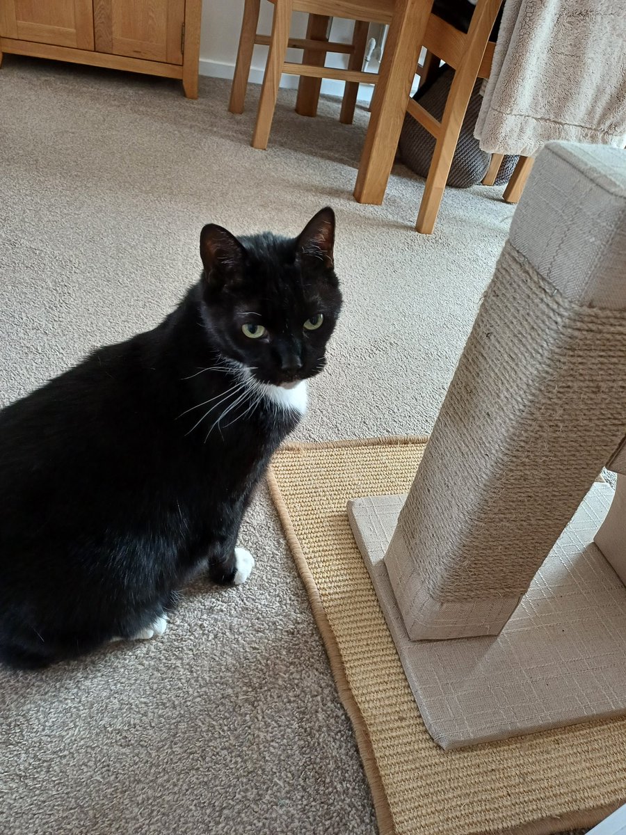 It's Jess's 14th Birthday, he got a new scratching post. 😻🍾🎂🎉🎈 @PetsatHome #CatsOfTwitter #CatsOfX #tuxedocats #CatsAreFamily